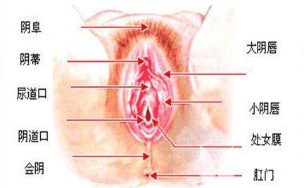 女性生殖器真人放大图图解(2)(点击浏览下一张趣图)