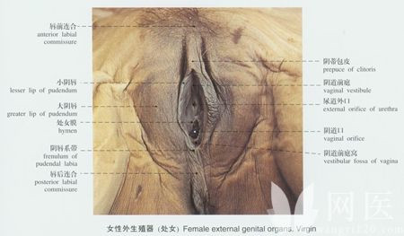 女性生殖器真人放大图图解(4)(点击浏览下一张趣图)
