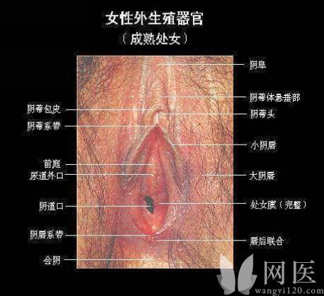 女性生殖器真人放大图图解(11)(点击浏览下一张趣图)