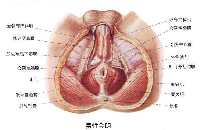 男性生殖器图解：男性生殖图片(点击浏览下一张趣图)