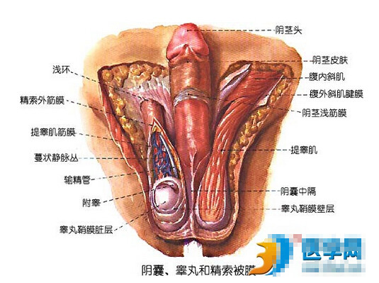 男性生殖器图解：男性生殖图片(2)(点击浏览下一张趣图)