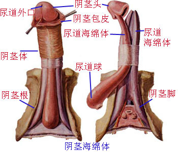 男性生殖器图解：男性生殖图片(3)(点击浏览下一张趣图)