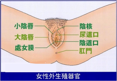 外阴图片：女性外生殖器真人图片(2)(点击浏览下一张趣图)