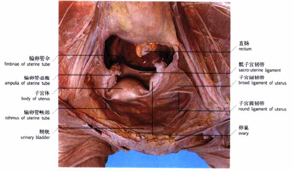 外阴图片：女性外生殖器真人图片(3)(点击浏览下一张趣图)