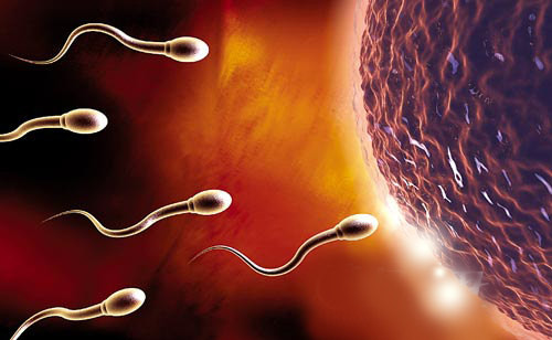 男人精子长什么样子图：精子多久成熟一批(点击浏览下一张趣图)