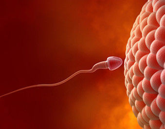 男人精子长什么样子图：精子多久成熟一批(3)(点击浏览下一张趣图)