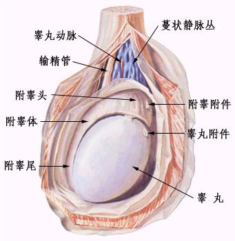 睾丸结构图 睾丸医学结构图(点击浏览下一张趣图)