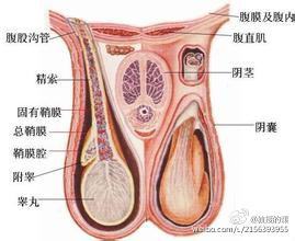 腮腺炎引起的睾丸炎(点击浏览下一张趣图)