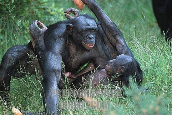 黑猩猩和人杂交图:黑猩猩和人杂交视频图片(点击浏览下一张趣图)