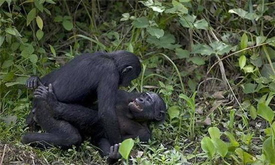 黑猩猩和人杂交图:黑猩猩和人杂交视频图片(2)(点击浏览下一张趣图)