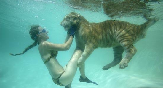 泳池里的美女与野兽(点击浏览下一张趣图)