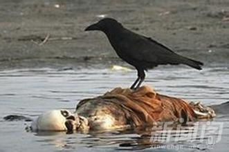 印度恒河的恶心图片:真实的印度太恐怖了(2)(点击浏览下一张趣图)