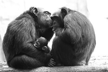 人和大猩猩能生小孩吗(点击浏览下一张趣图)