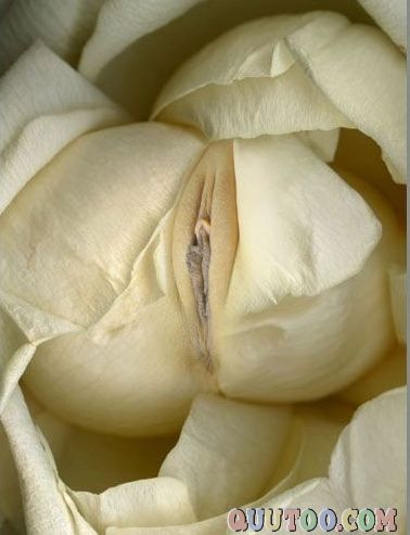 女性生殖器艺术图片(点击浏览下一张趣图)