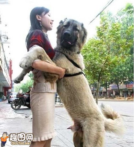 女子与狗那个被卡住(点击浏览下一张趣图)