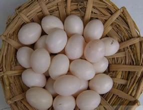 孕妇能吃鸽子蛋吗(点击浏览下一张趣图)