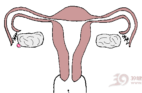 受孕过程图解(点击浏览下一张趣图)