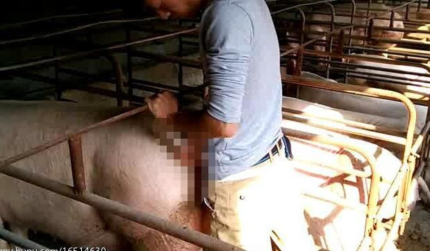 草母猪死亡的图片 小伙养猪厂草猪百度云母猪的照片(点击浏览下一张趣图)