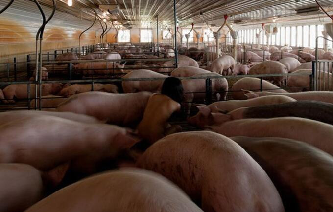 草母猪死亡的图片 小伙养猪厂草猪百度云母猪的照片(2)(点击浏览下一张趣图)