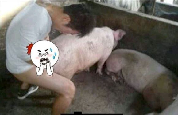 草母猪死亡的图片 小伙养猪厂草猪百度云母猪的照片(3)(点击浏览下一张趣图)
