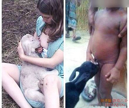 草母猪死亡的图片 小伙养猪厂草猪百度云母猪的照片(4)(点击浏览下一张趣图)