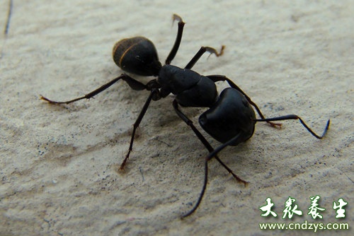 黑蚂蚁怎么吃(点击浏览下一张趣图)