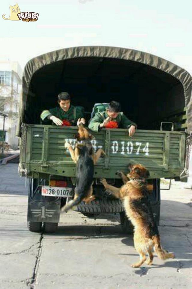 军人和军犬的感人图片(点击浏览下一张趣图)