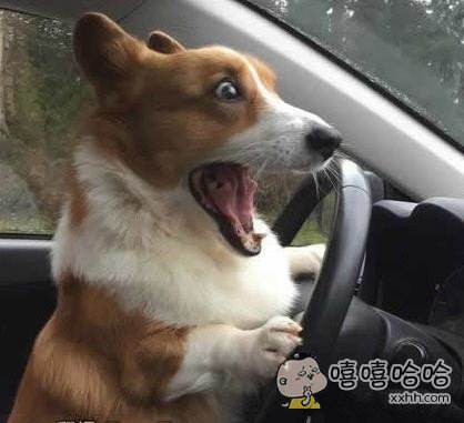 狗狗第一次学开车(点击浏览下一张趣图)