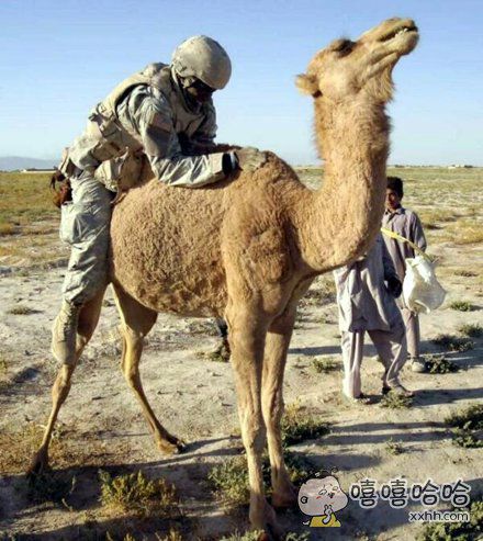 美国大兵太寂寞了连骆驼都敢上(点击浏览下一张趣图)