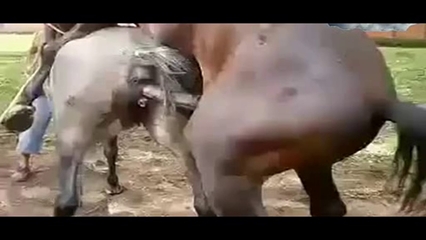 马的公马鞭:公马忍不住了视频(5)(点击浏览下一张趣图)