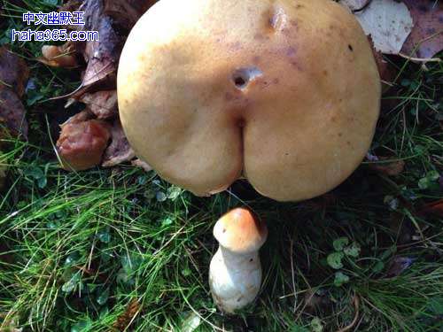 邪恶的蘑菇:邪恶景观图片(点击浏览下一张趣图)