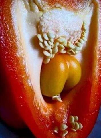 泰国生殖器植物图片:相生殖器一样的植物,植物像男人生殖器(2)(点击浏览下一张趣图)