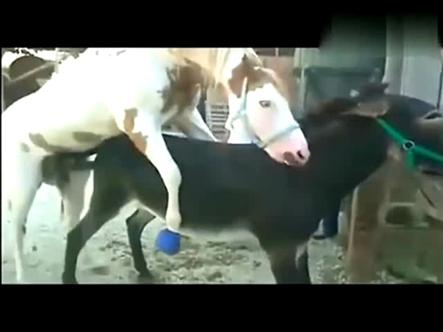 德州驴与驴交配真实图片养殖场驴交配视频(2)(点击浏览下一张趣图)