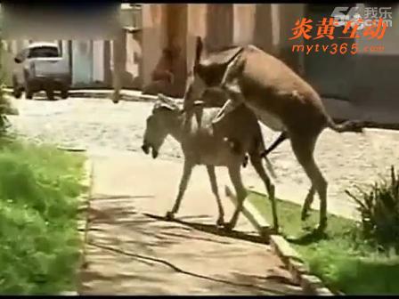 德州驴与驴交配真实图片养殖场驴交配视频(4)(点击浏览下一张趣图)