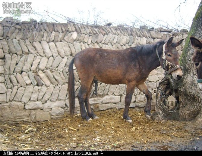 德州驴与驴交配真实图片养殖场驴交配视频(5)(点击浏览下一张趣图)