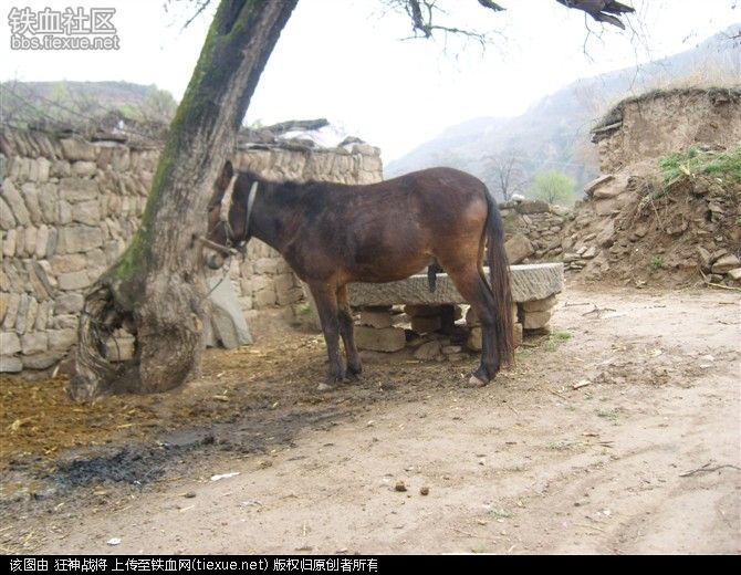 驴子驴配种片过程图片大马成功配种小马(3)(点击浏览下一张趣图)