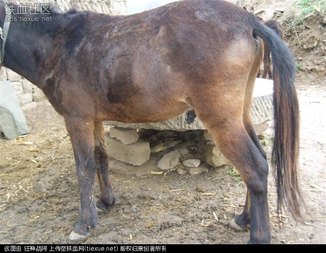 驴子驴配种片过程图片大马成功配种小马(4)(点击浏览下一张趣图)
