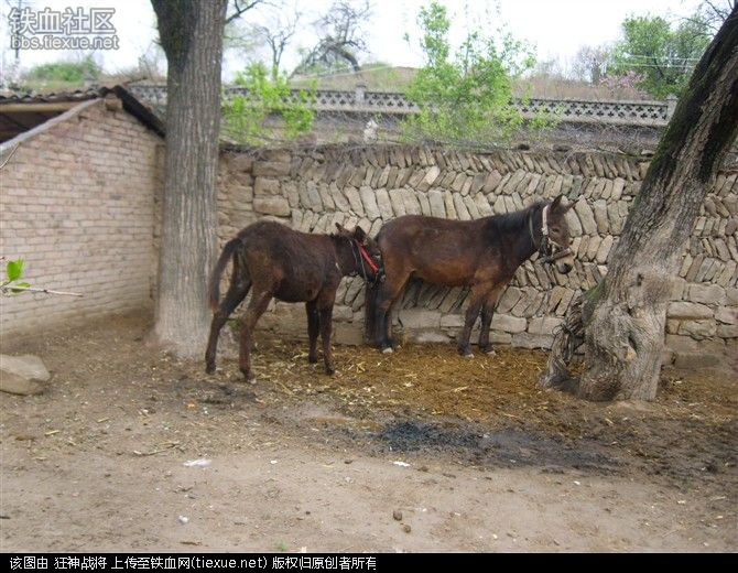 驴子驴配种片过程图片大马成功配种小马(5)(点击浏览下一张趣图)