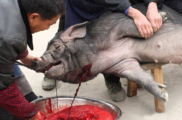 世界上最残忍的杀猪 杀猪图片(点击浏览下一张趣图)
