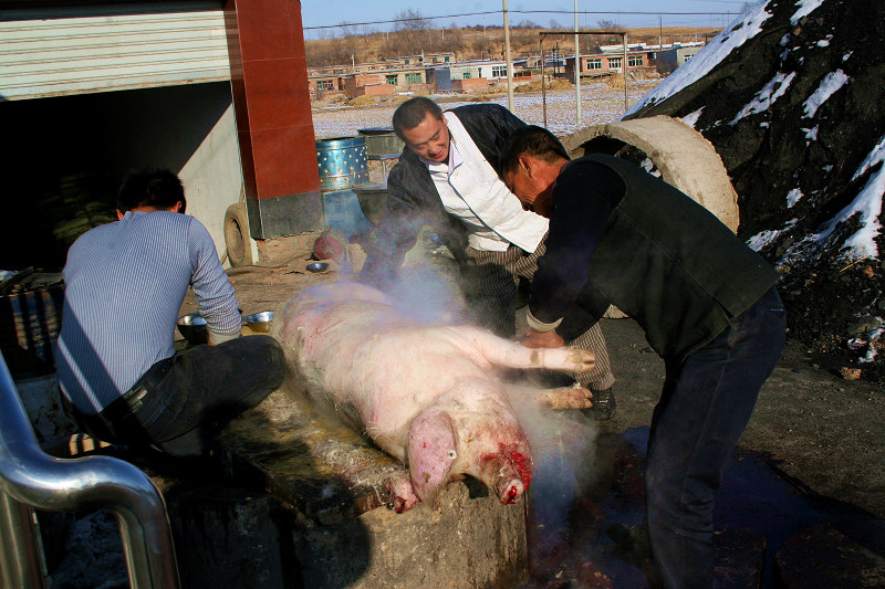 世界上最残忍的杀猪 杀猪图片(4)(点击浏览下一张趣图)