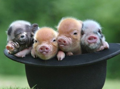 各种可爱小香猪图片(点击浏览下一张趣图)