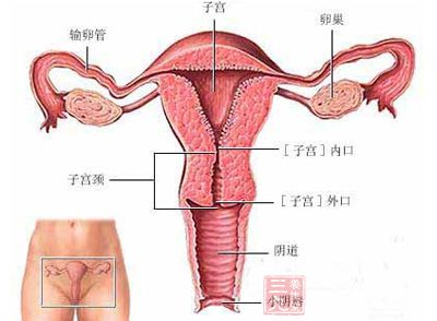 女性生殖系统解剖图(点击浏览下一张趣图)
