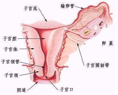 女性生殖系统解剖图(2)(点击浏览下一张趣图)