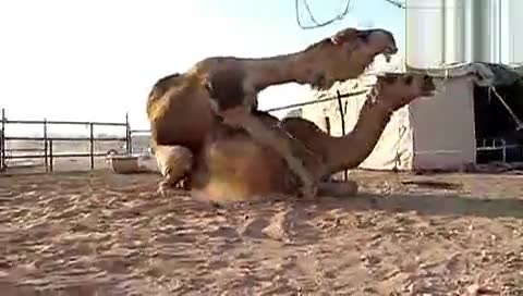 骆驼交配高清视频播放图片(点击浏览下一张趣图)