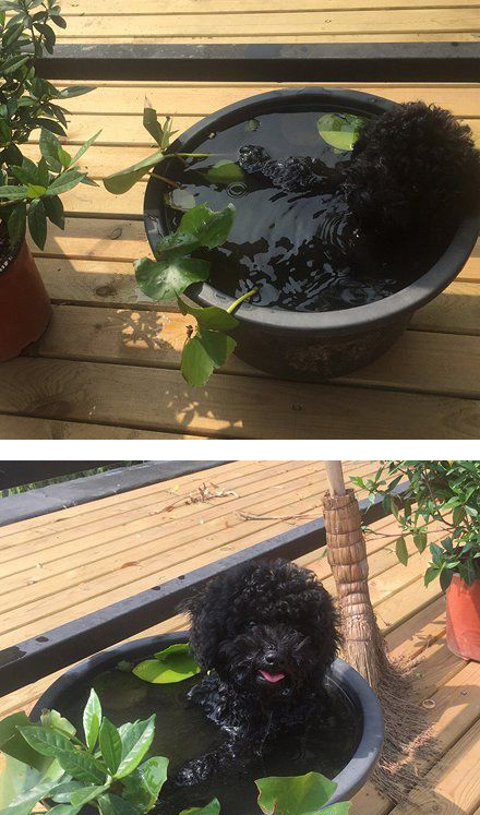可爱的小狗洗澡图片(点击浏览下一张趣图)