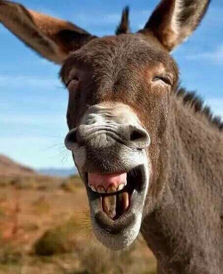 一张驴大笑的图片(点击浏览下一张趣图)