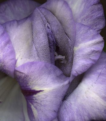 女性私处花朵分型图片：女性生殖系统解剖图(9)(点击浏览下一张趣图)