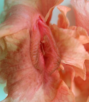 女性私处花朵分型图片：女性生殖系统解剖图(10)(点击浏览下一张趣图)