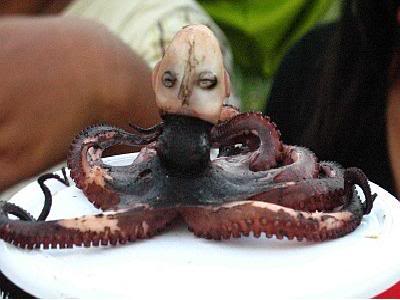 印尼章鱼人还活着吗图片(2)(点击浏览下一张趣图)