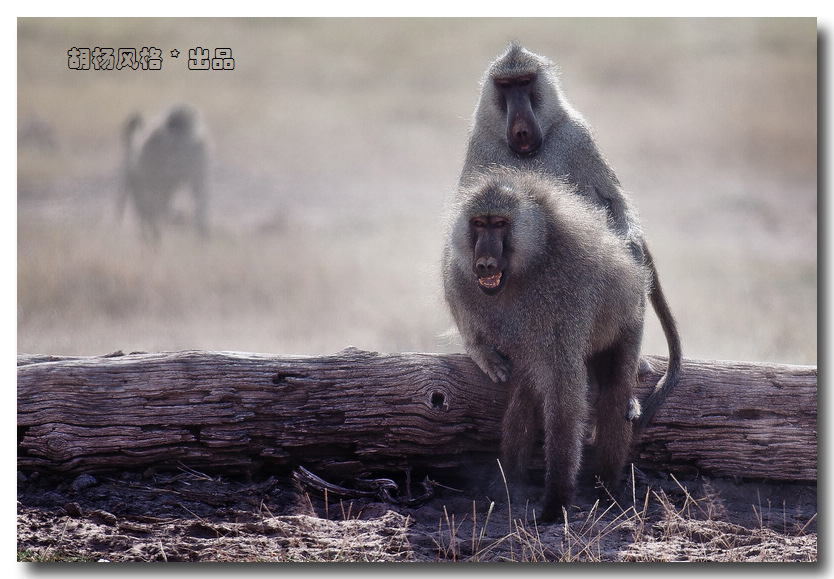 狒狒交配很厉害视频图：视频播放(2)(点击浏览下一张趣图)